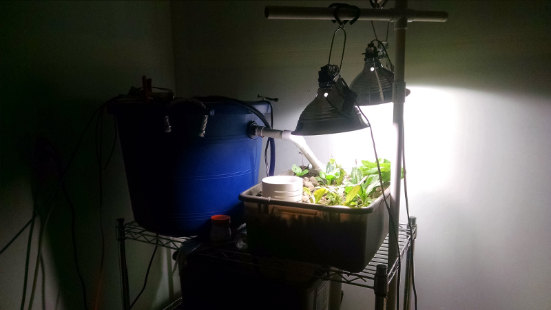 Aquaponics